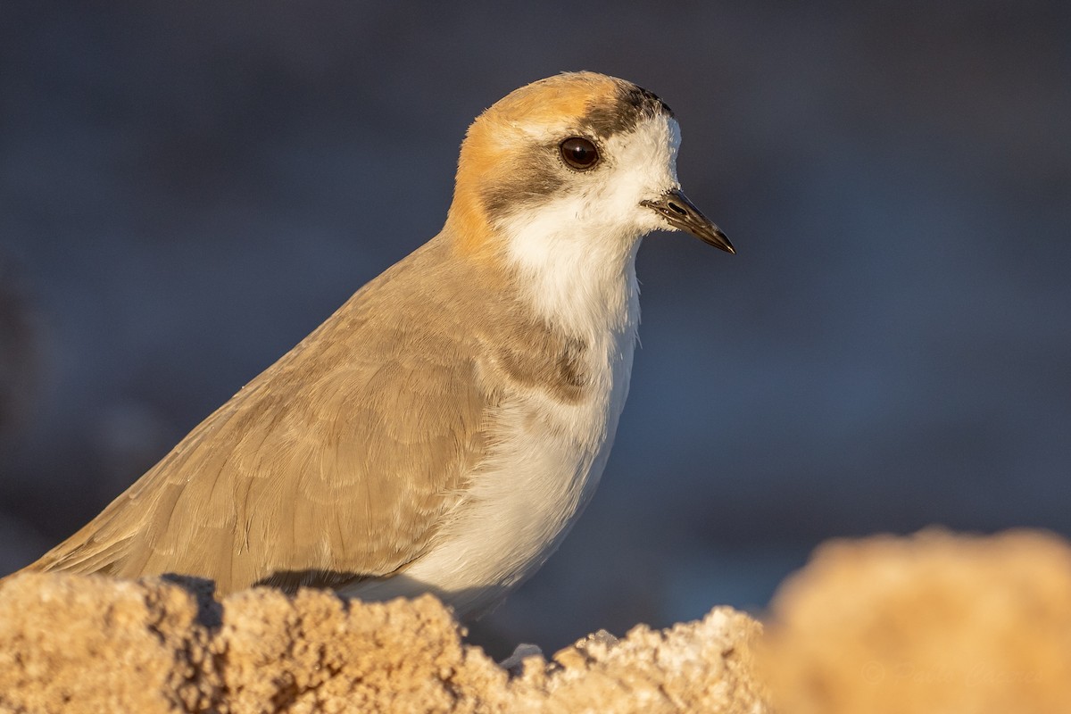 Puna Plover - ML634562716