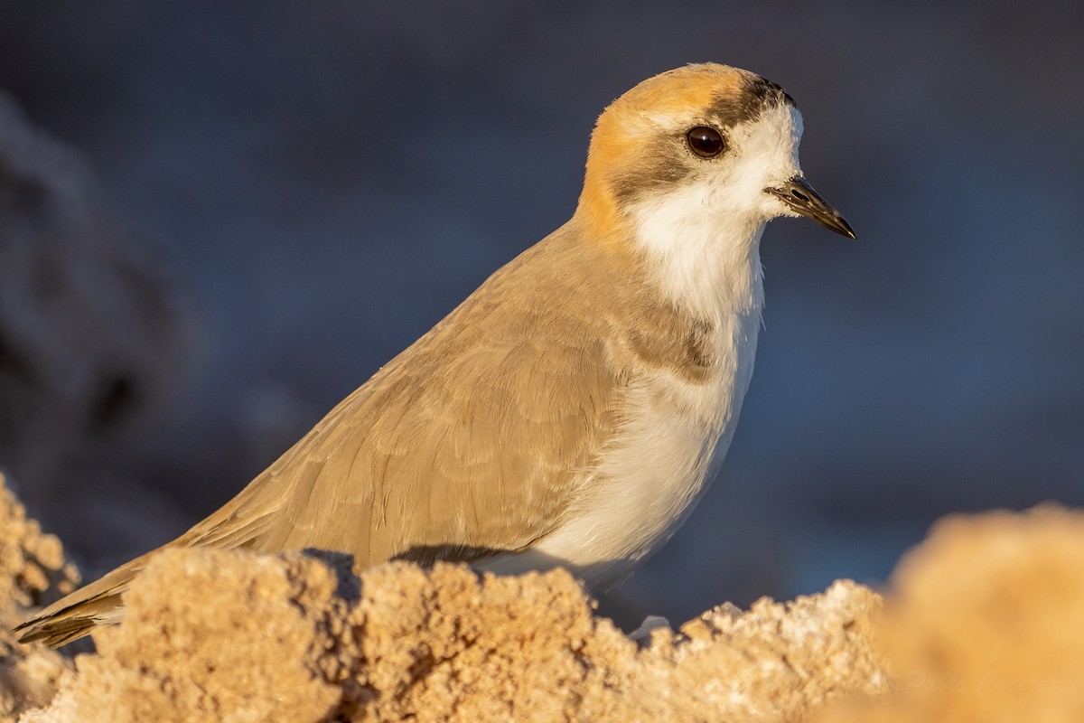 Puna Plover - ML634562720