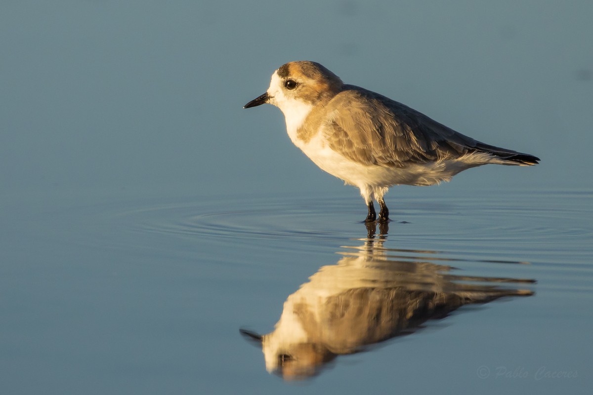 Puna Plover - ML634562757