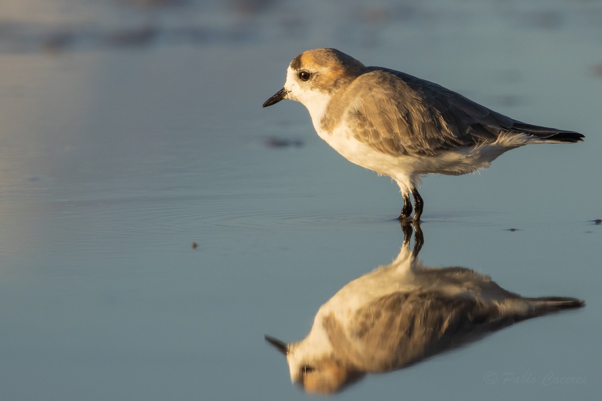 Puna Plover - ML634562758