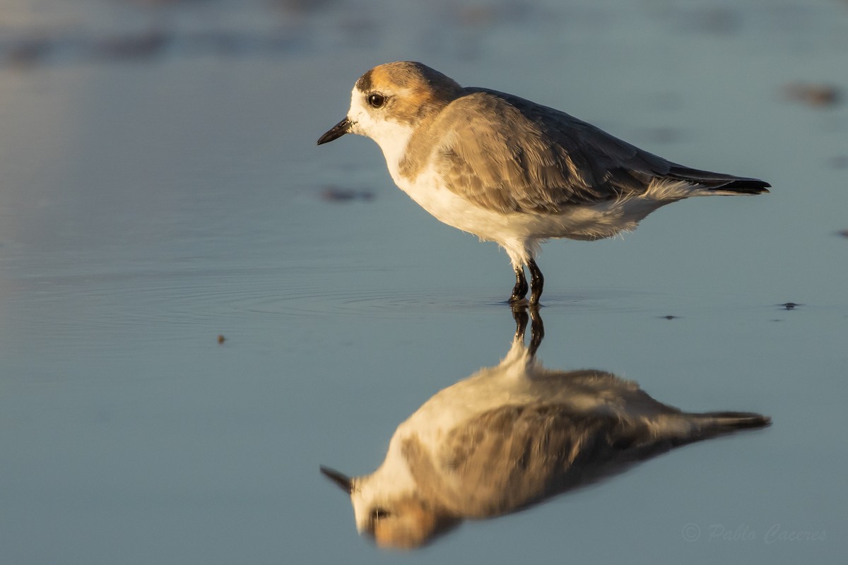 Puna Plover - ML634562759