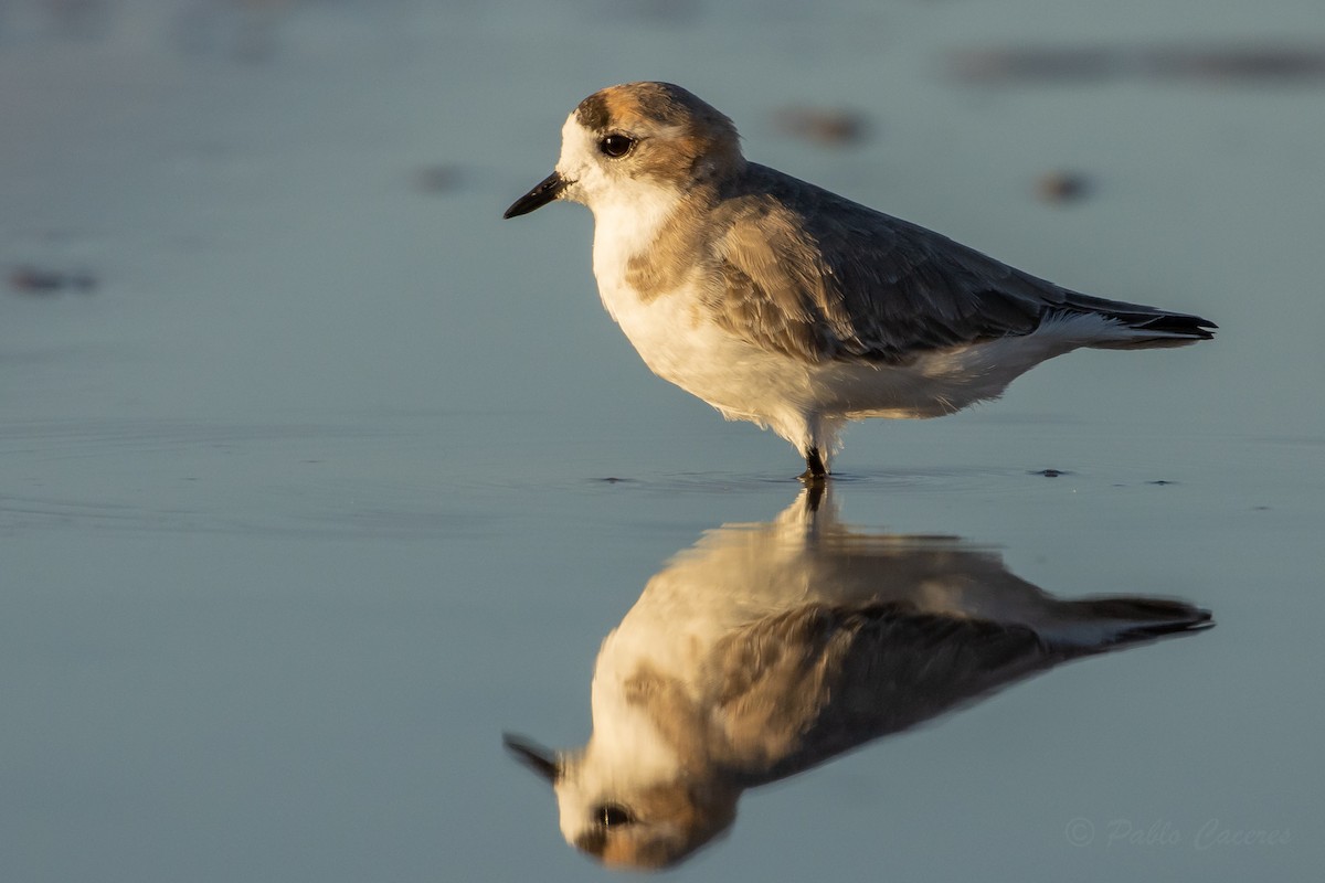 Puna Plover - ML634562760