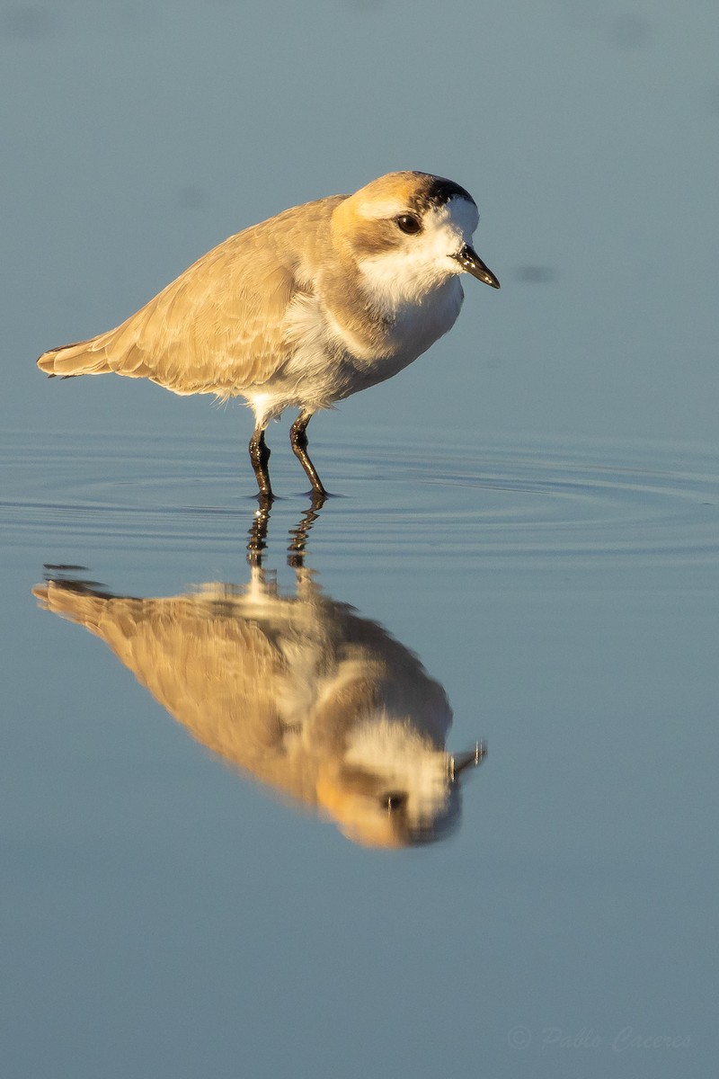 Puna Plover - ML634562762