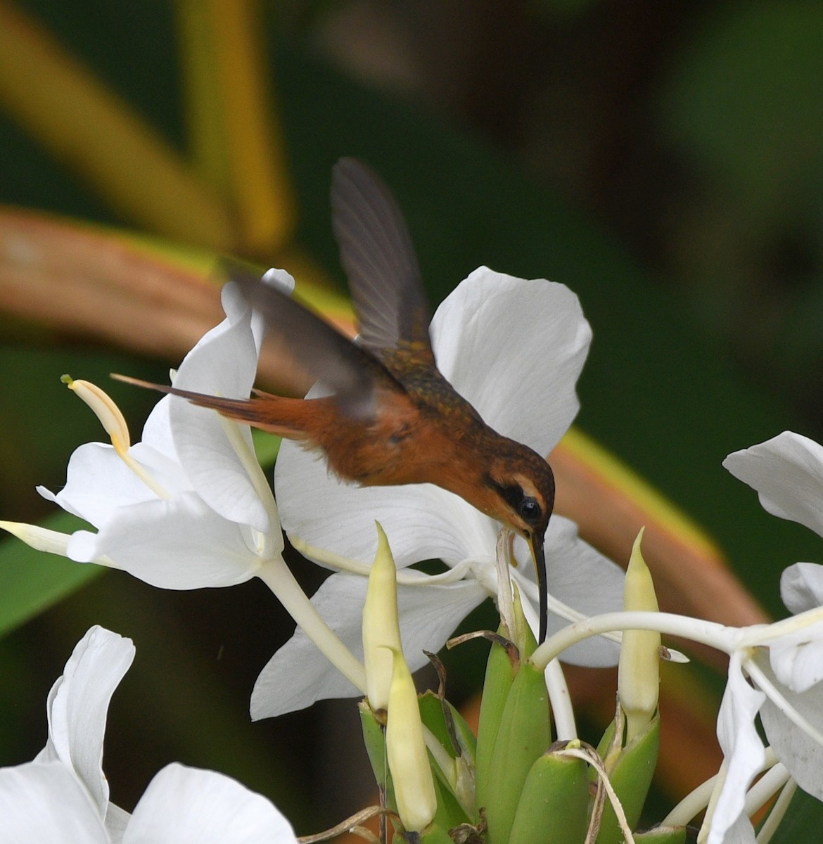 Rotschattenkolibri - ML634562817