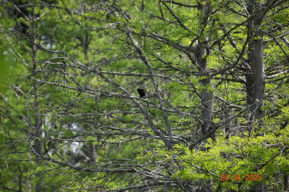 ハゴロモガラス - ML634562831