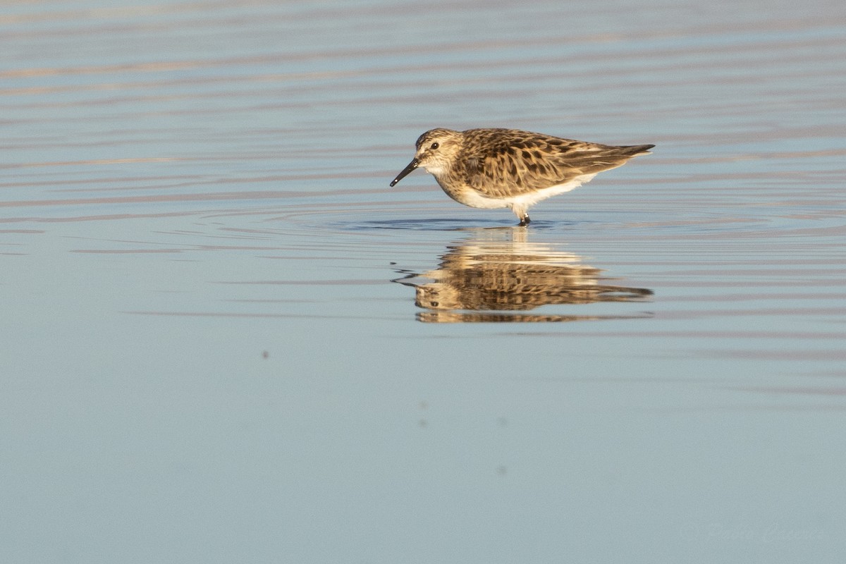 Baird's Sandpiper - ML634562836