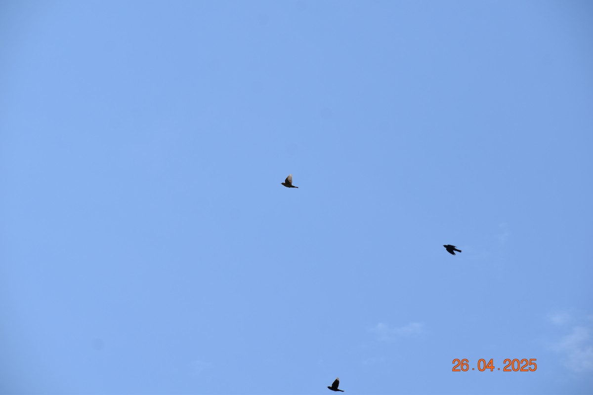 ボボリンク - ML634562853