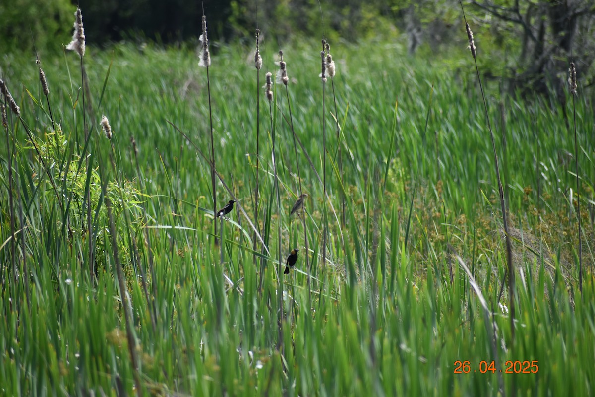 ボボリンク - ML634562855