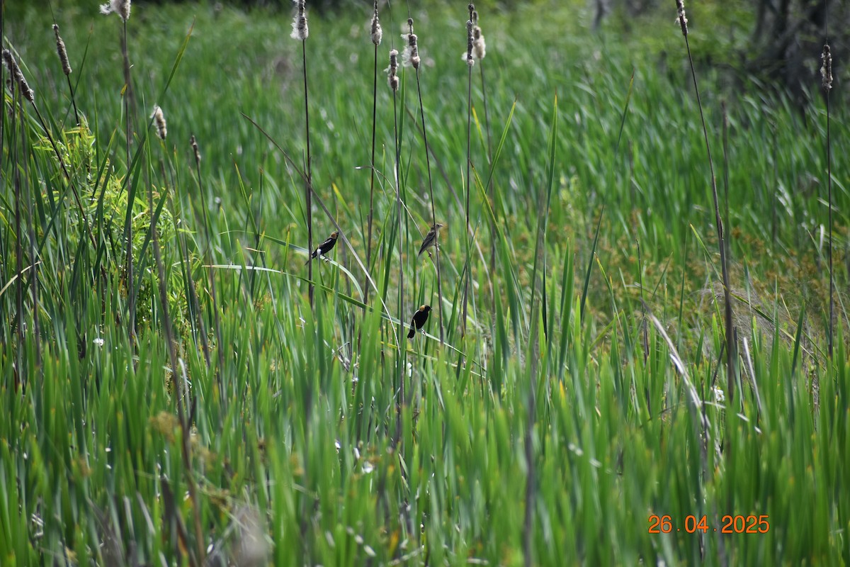 ボボリンク - ML634562857