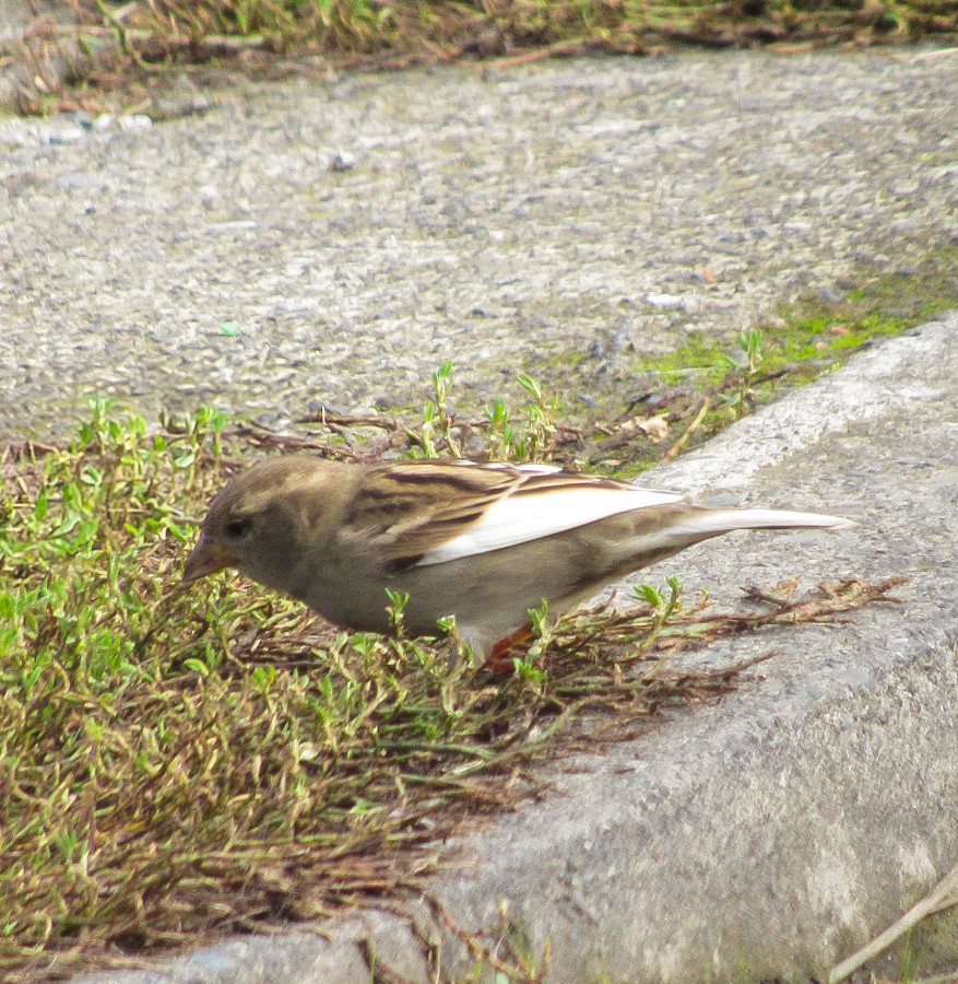 House Sparrow - ML634562859
