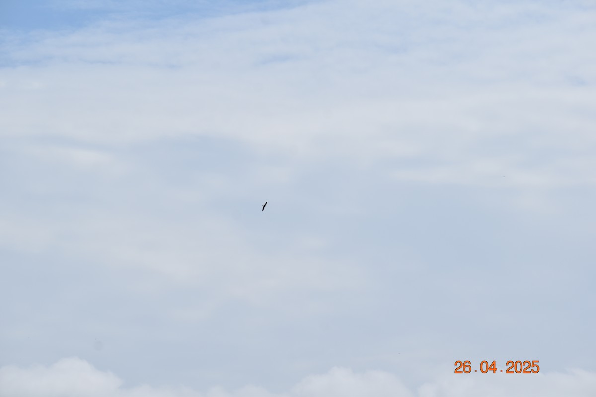 キタオビナシショウドウツバメ - ML634563064