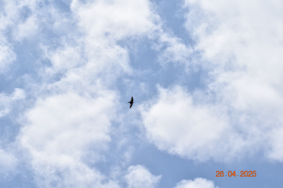 キタオビナシショウドウツバメ - ML634563065