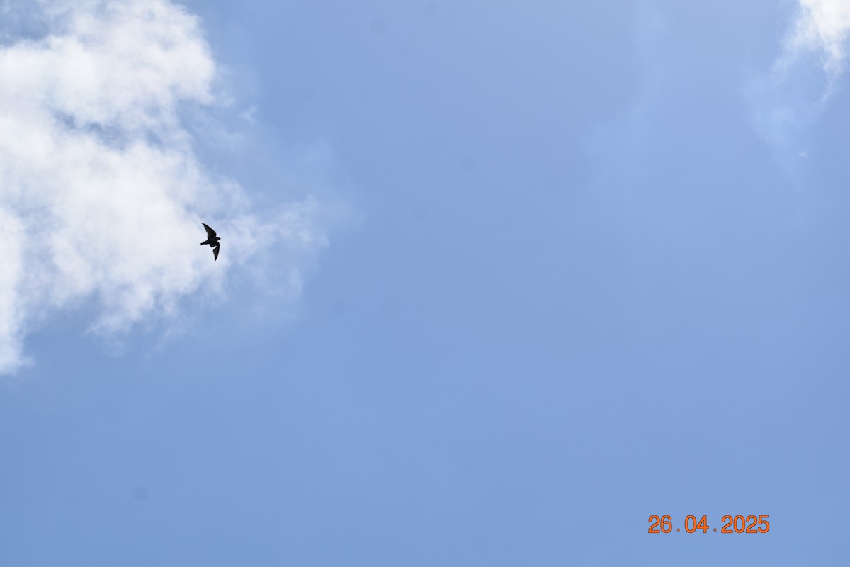 キタオビナシショウドウツバメ - ML634563066