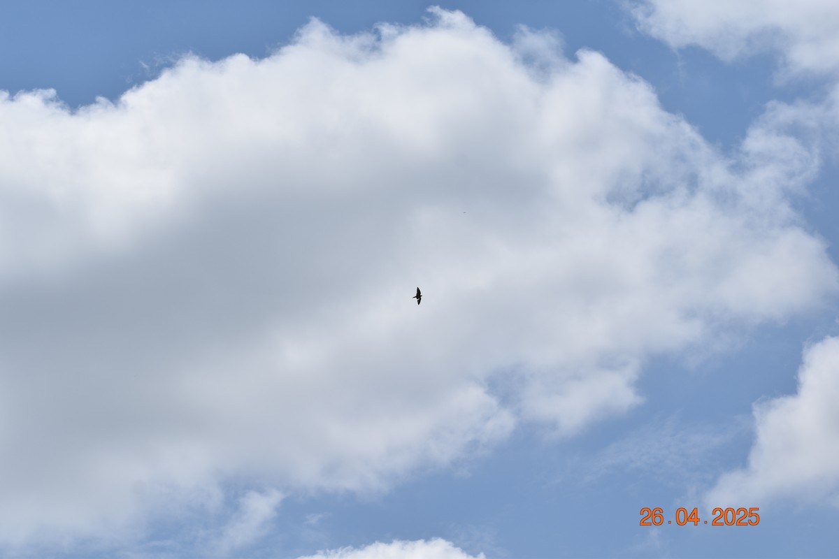 キタオビナシショウドウツバメ - ML634563067