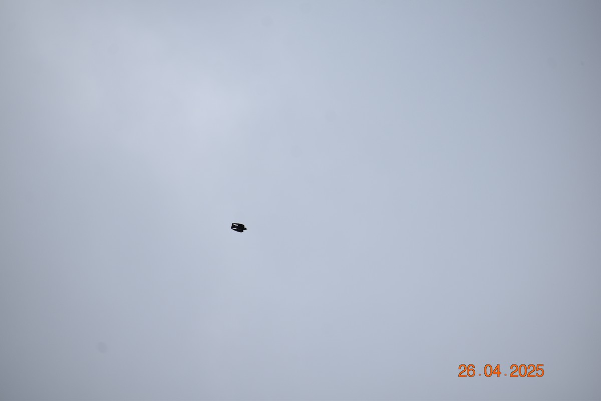 キタオビナシショウドウツバメ - ML634563068