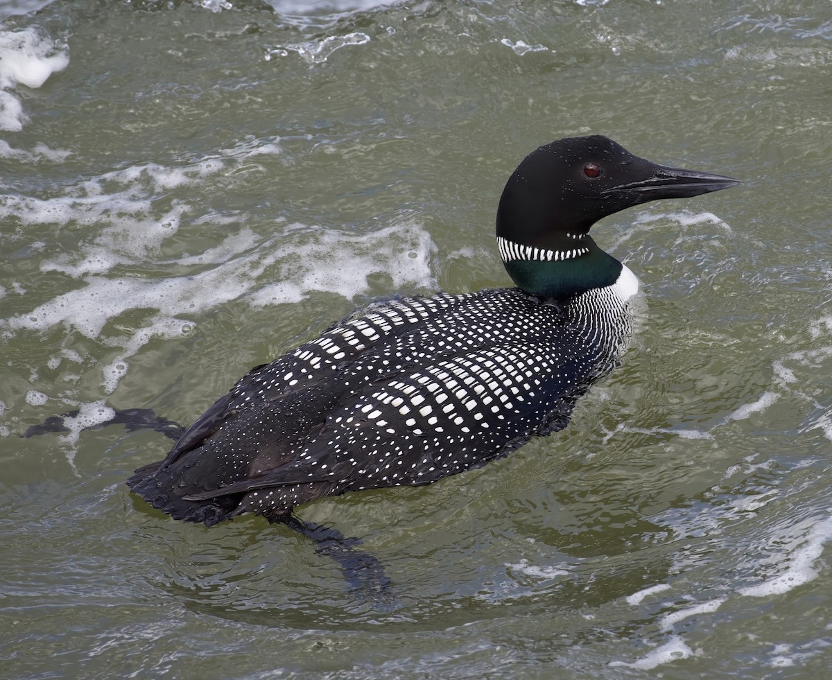 Common Loon - ML634563073