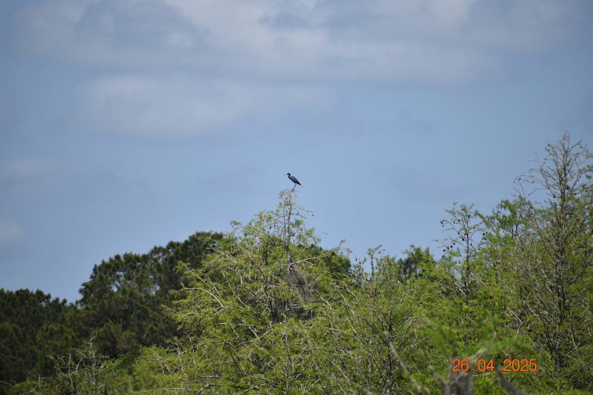 ヒメアカクロサギ - ML634563120