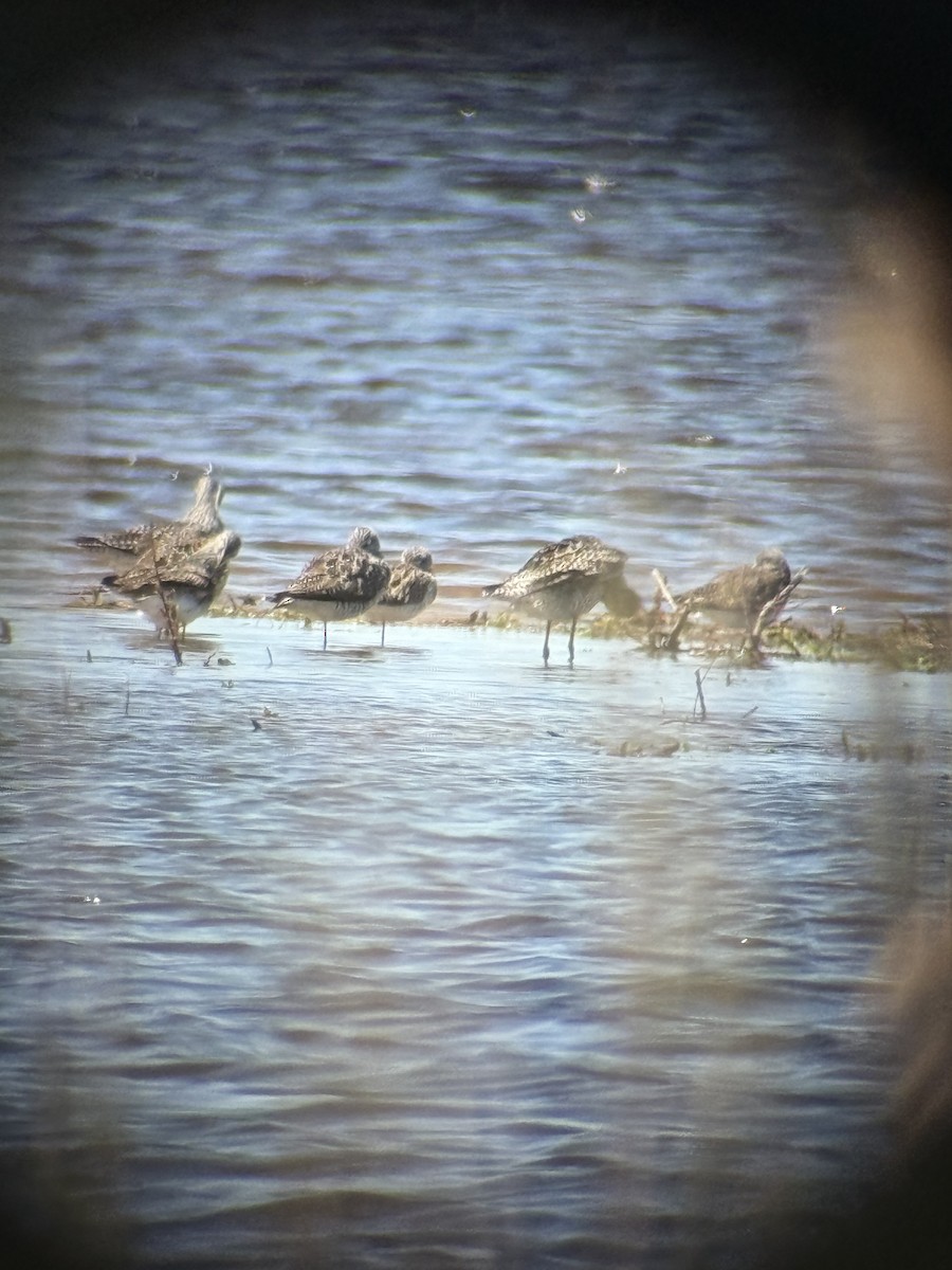Lesser Yellowlegs - ML634563127