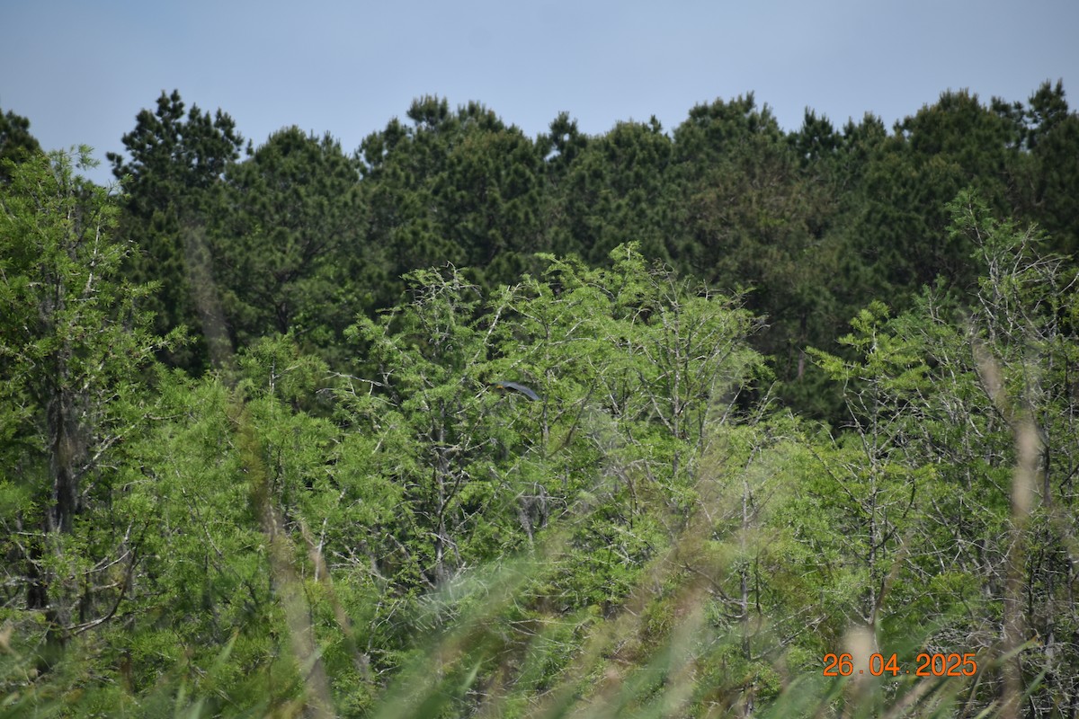 アメリカササゴイ - ML634563135