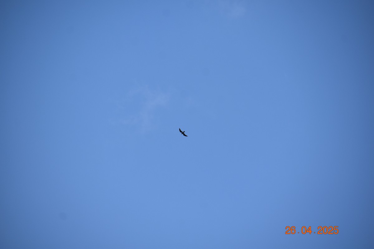 ミシシッピートビ - ML634563447