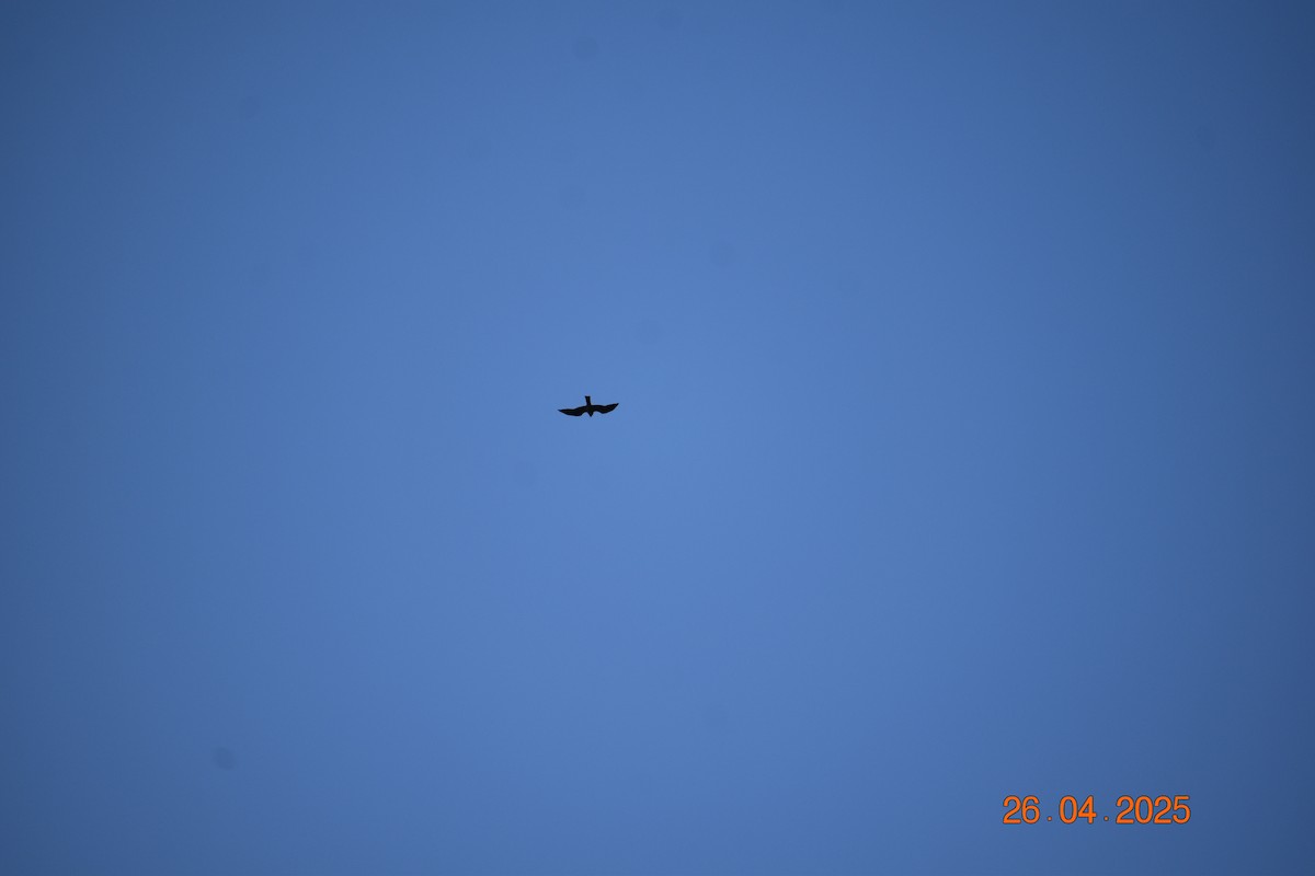 ミシシッピートビ - ML634563449