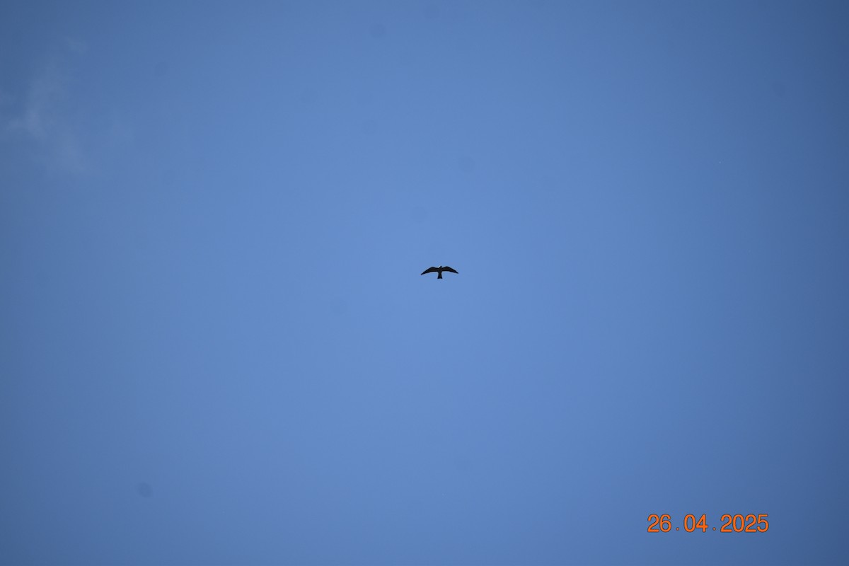 ミシシッピートビ - ML634563452