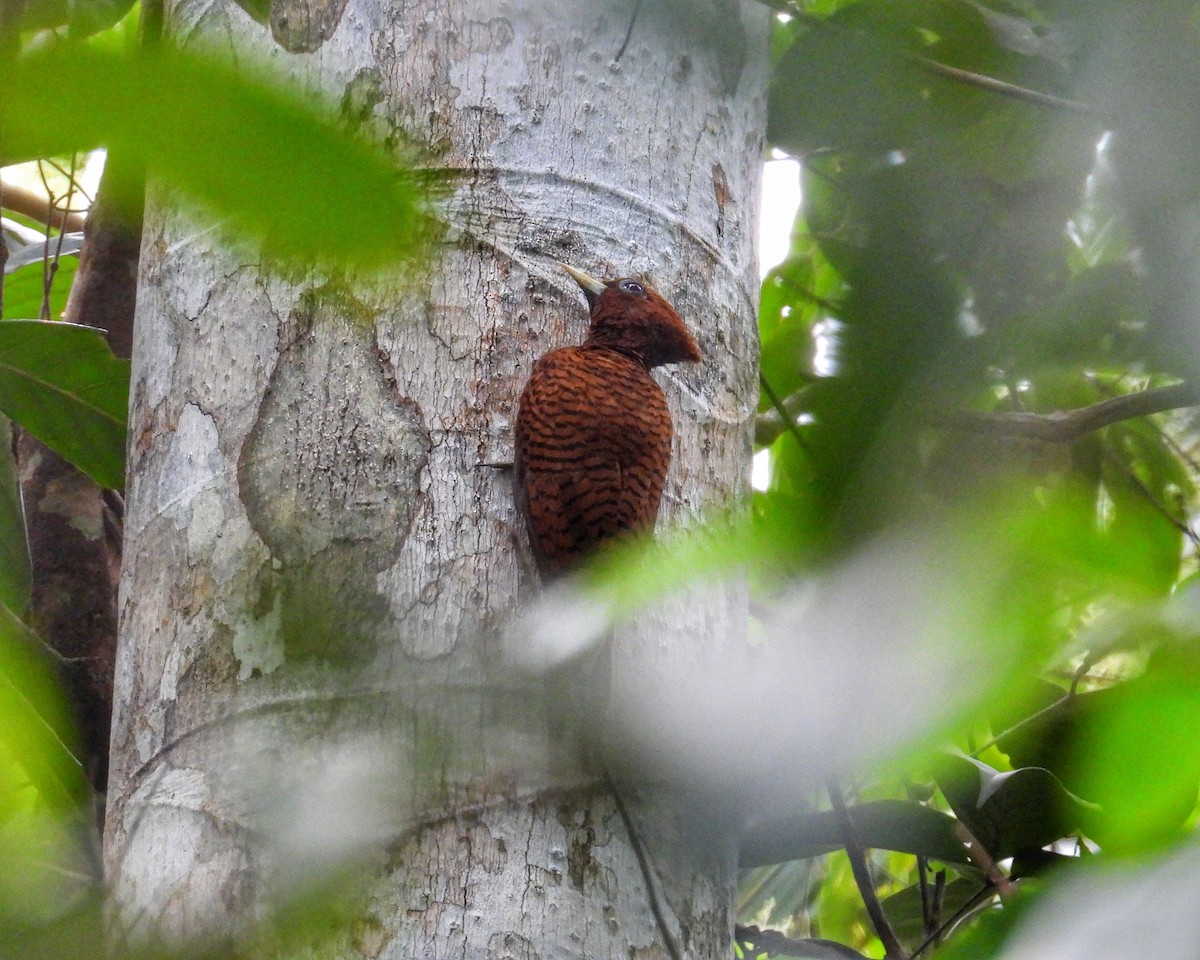 Waved Woodpecker (Scale-breasted) - ML634563671
