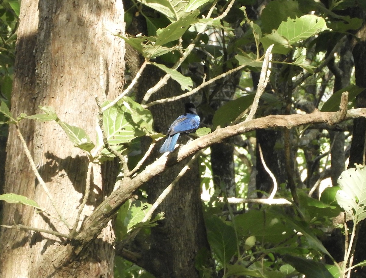 Малабарская синяя птица - ML63456371