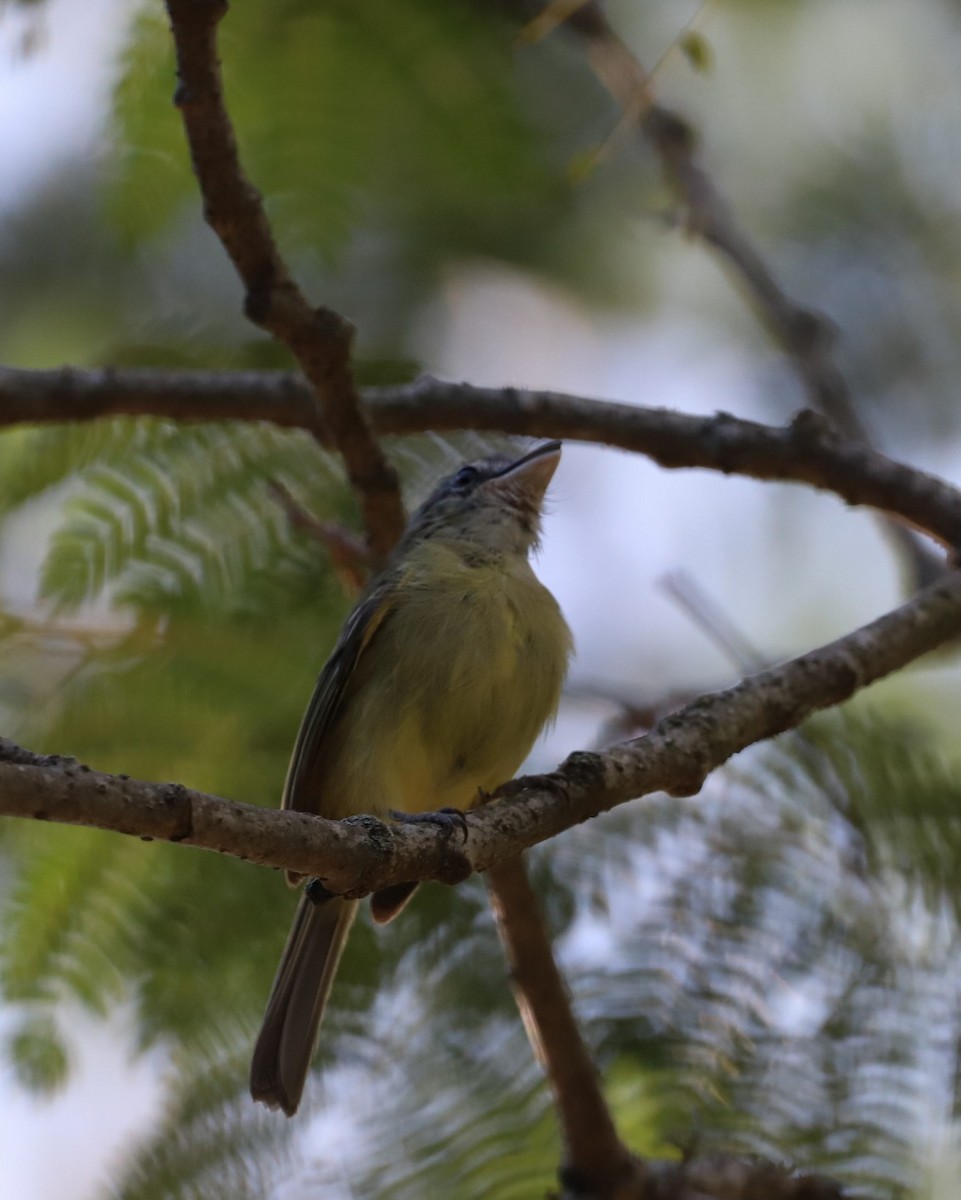 Yellow-olive Flatbill - ML634564035