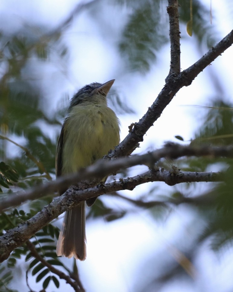 Yellow-olive Flatbill - ML634564036