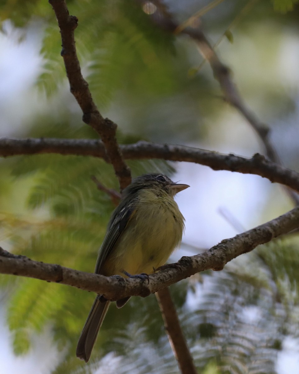Yellow-olive Flatbill - ML634564037