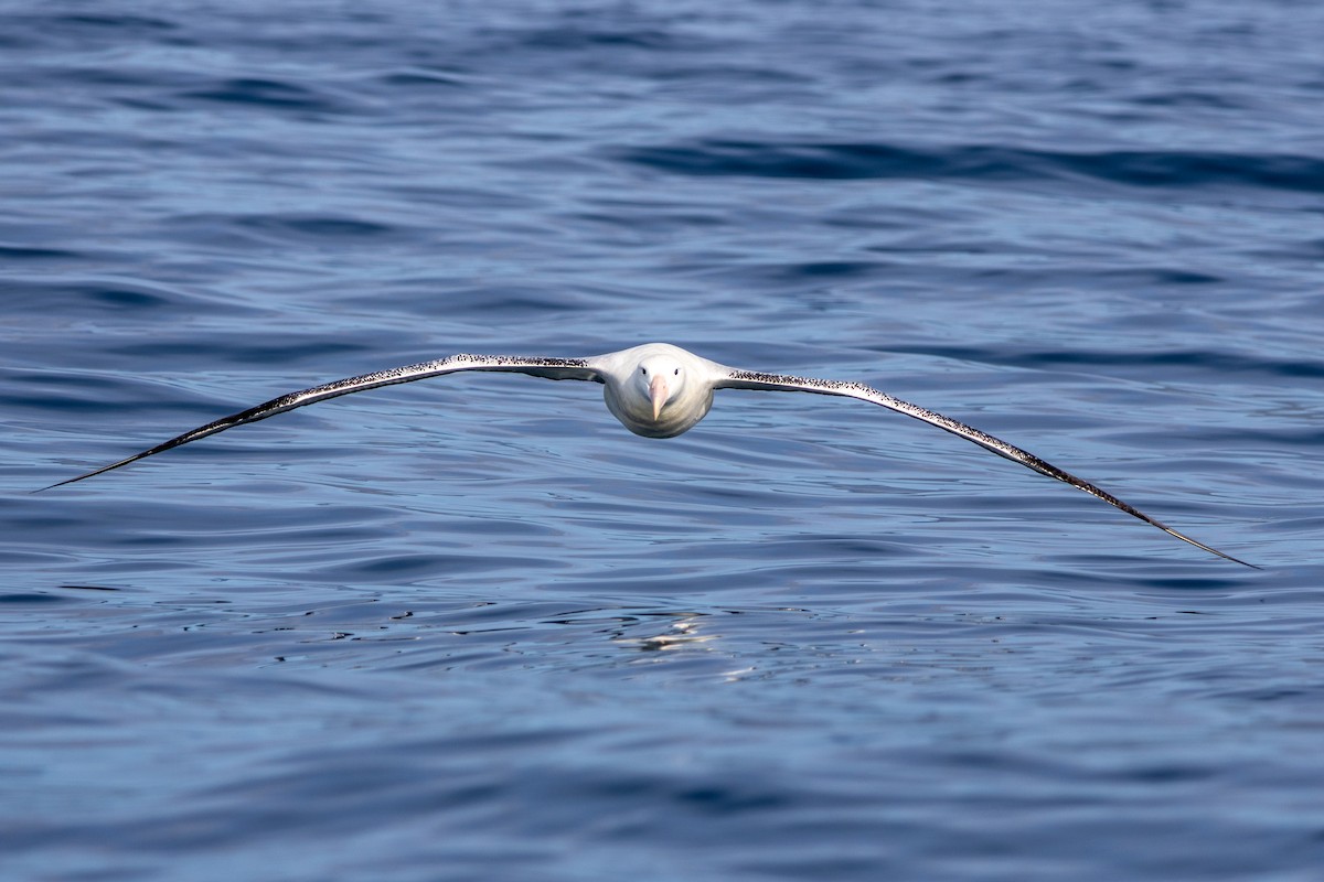 Antipodean Albatross (Gibson's) - ML634564042