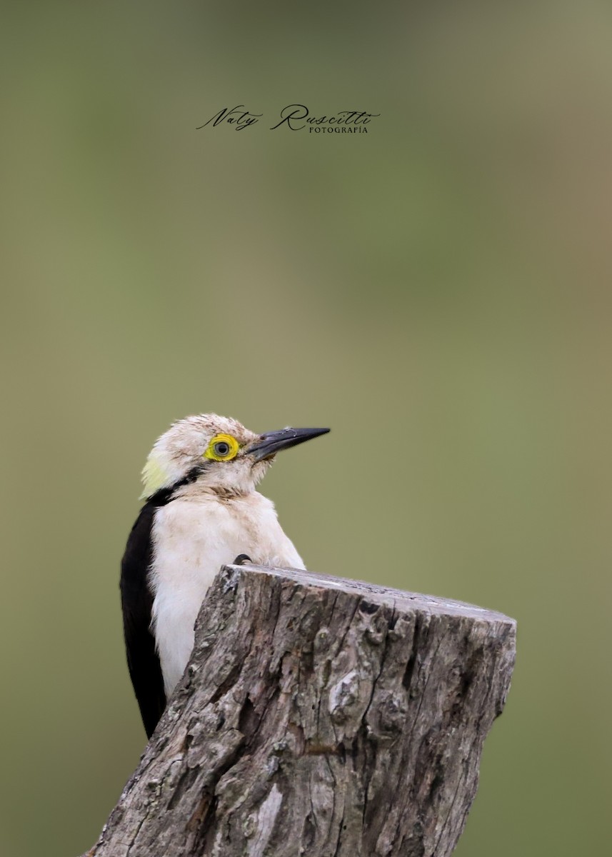 White Woodpecker - ML634564044