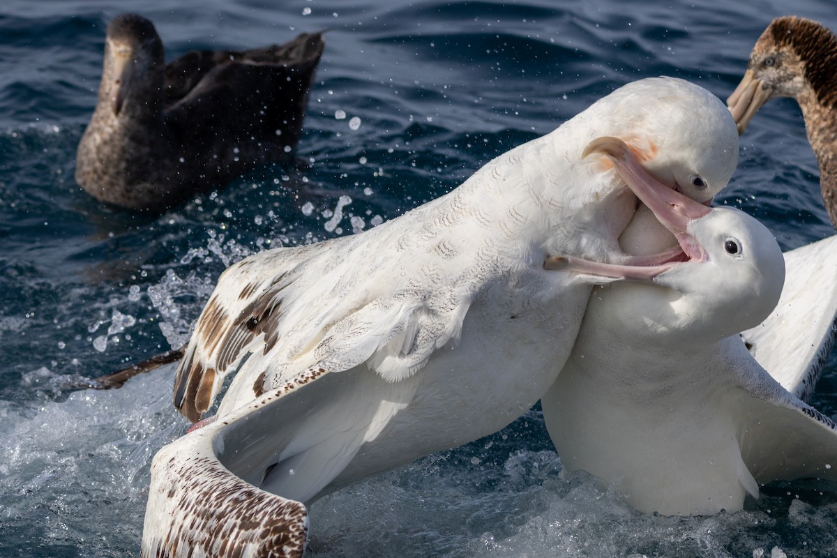 Antipodean Albatross (Gibson's) - ML634564051