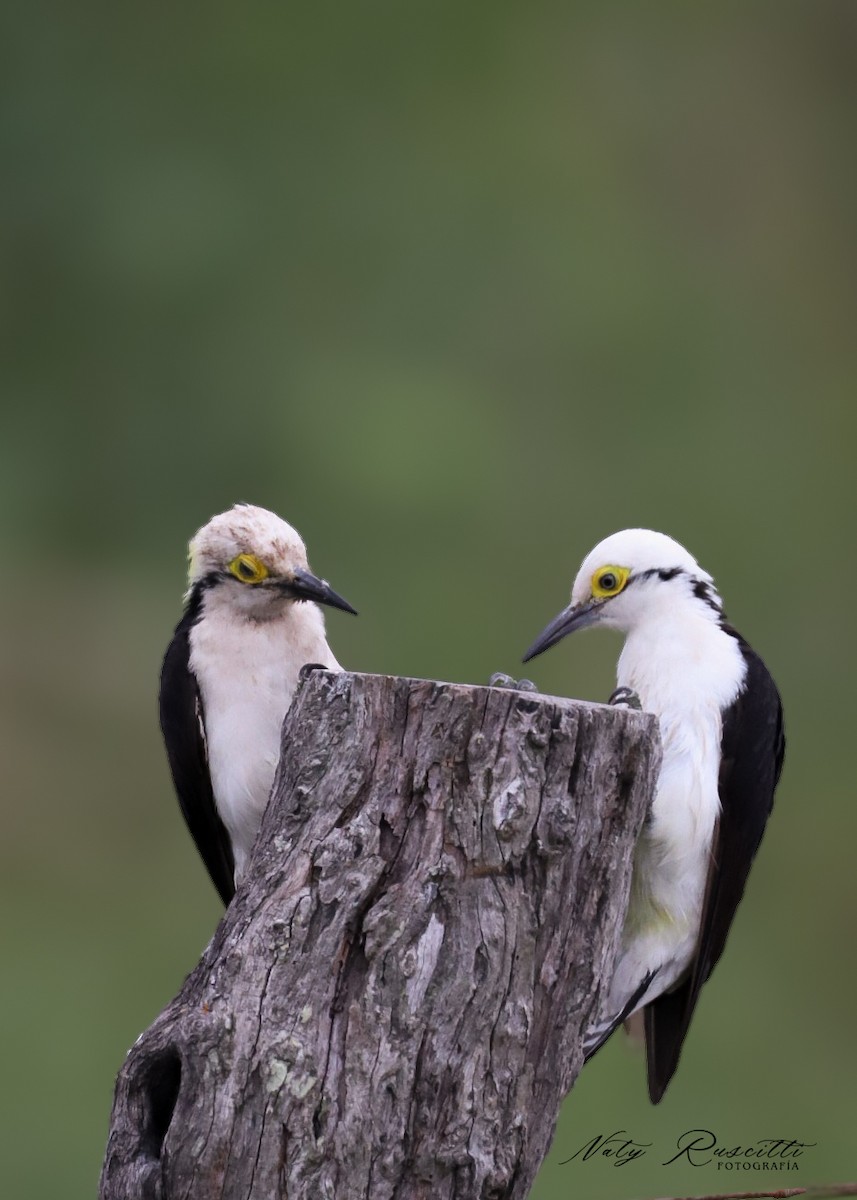White Woodpecker - ML634564062