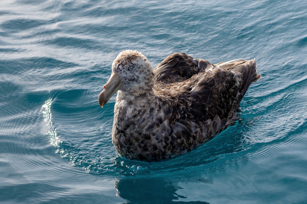 Northern Giant-Petrel - ML634564089