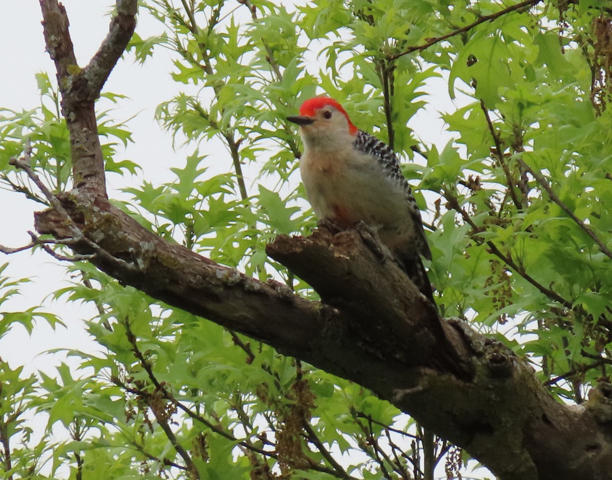 Red-bellied Woodpecker - Heidi Eaton
