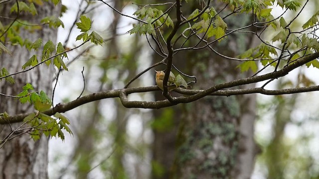 Paruline vermivore - ML634564183