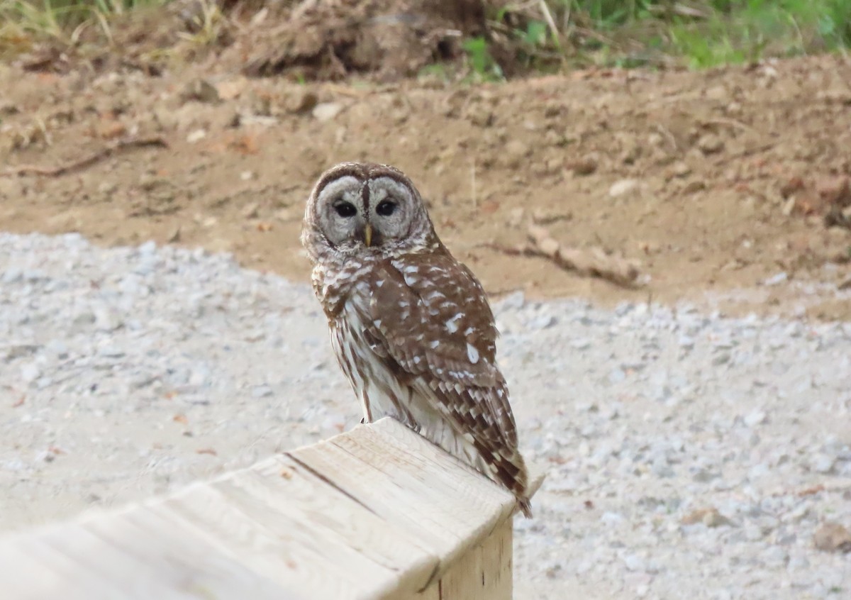 Barred Owl - ML634564379