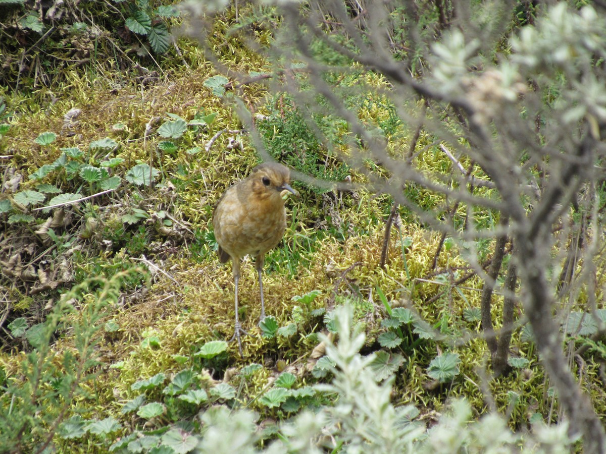 Boyaca Antpitta - ML634564393