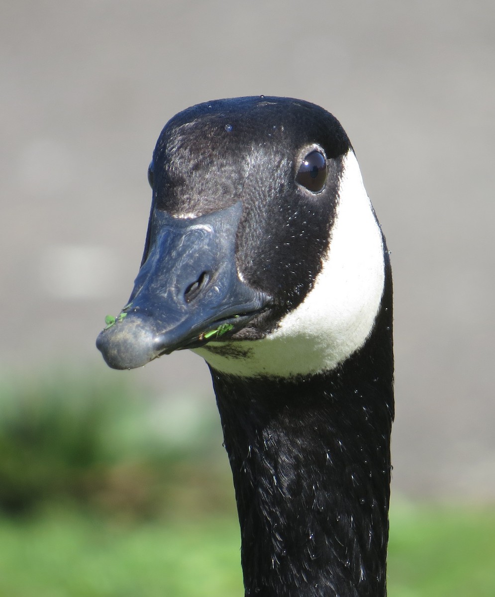 Canada Goose - ML634564483