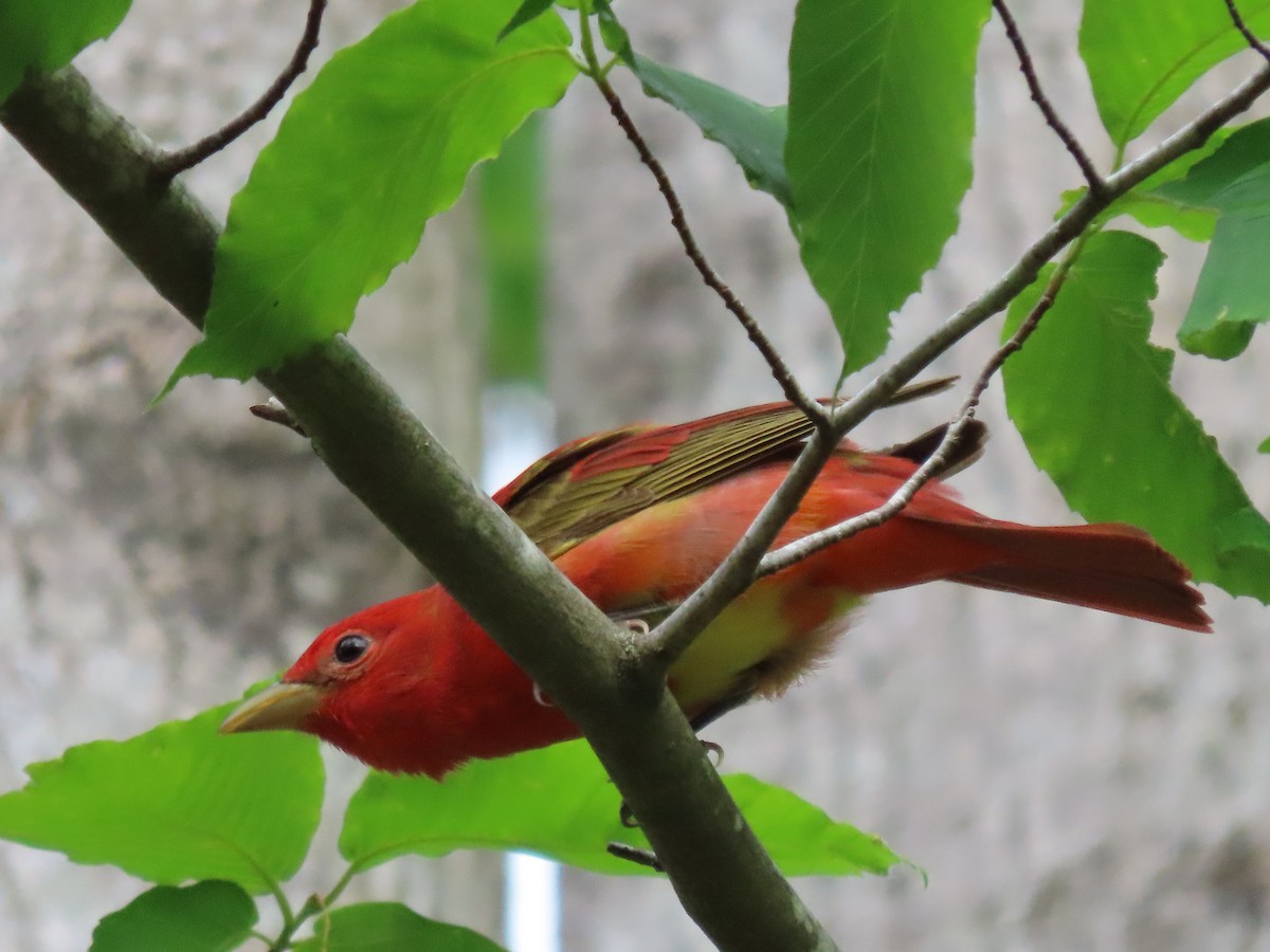 Summer Tanager - ML634564532