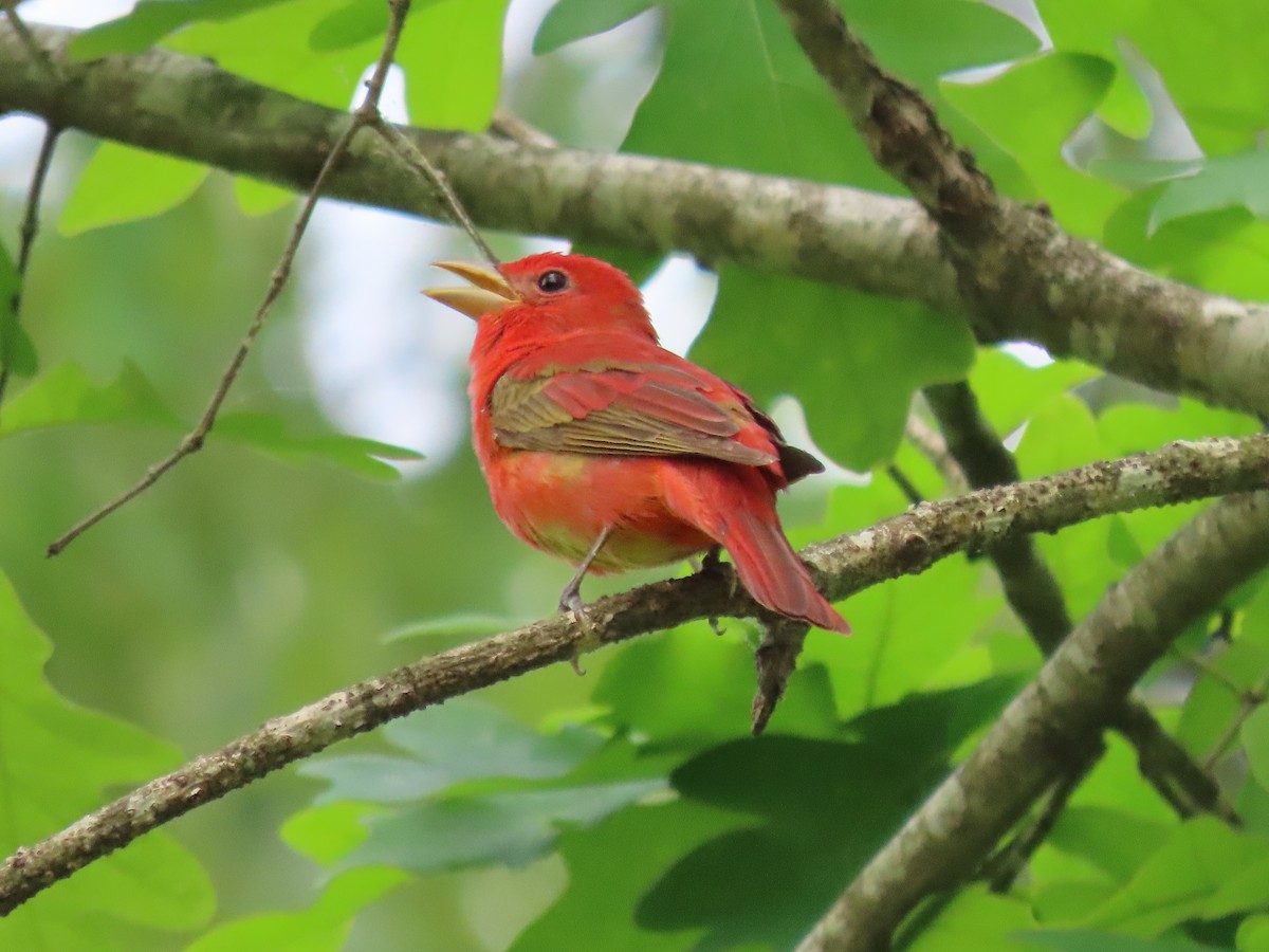 Summer Tanager - ML634564533