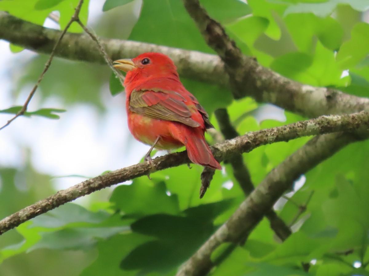 Summer Tanager - ML634564534