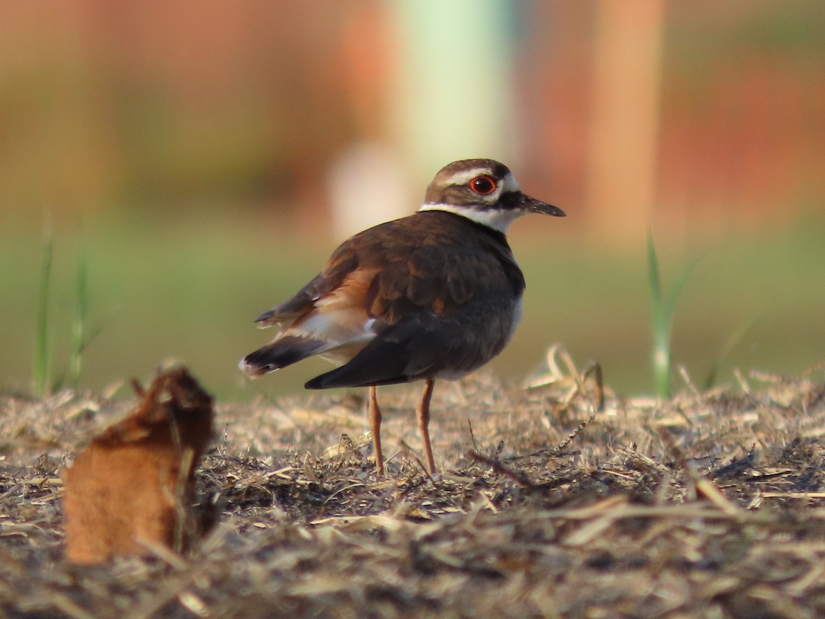 Killdeer - ML634564673