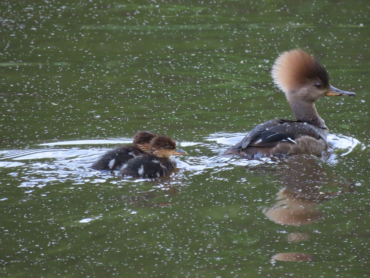 Hooded Merganser - ML634564831