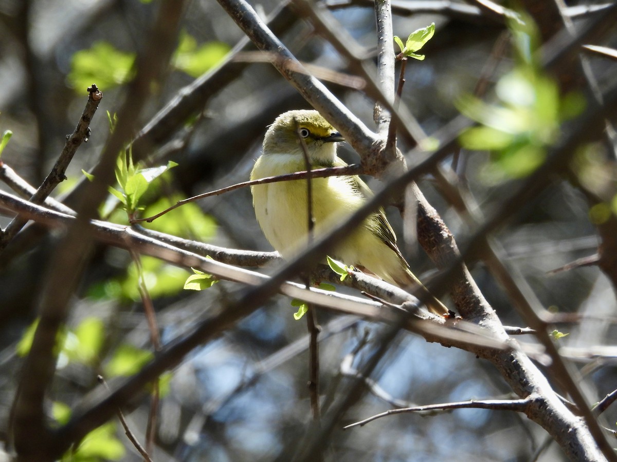 White-eyed Vireo - ML634564863
