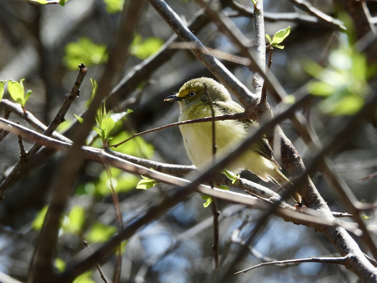White-eyed Vireo - ML634564864