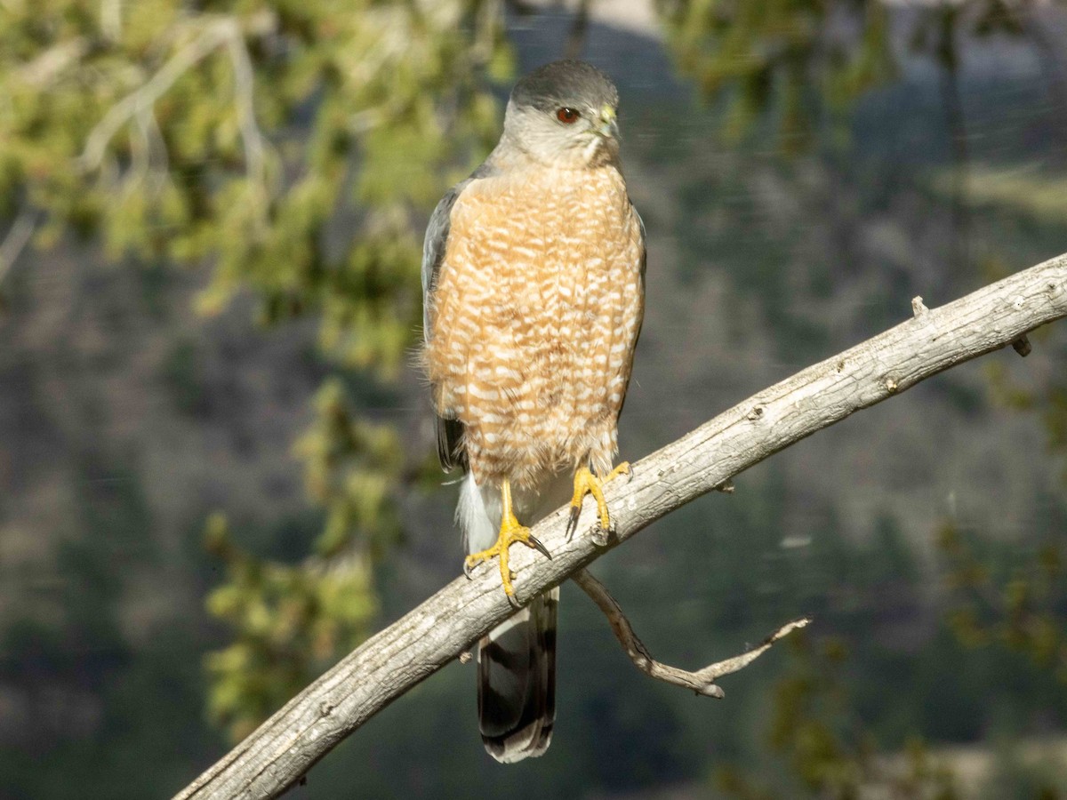 Cooper's Hawk - ML634564868