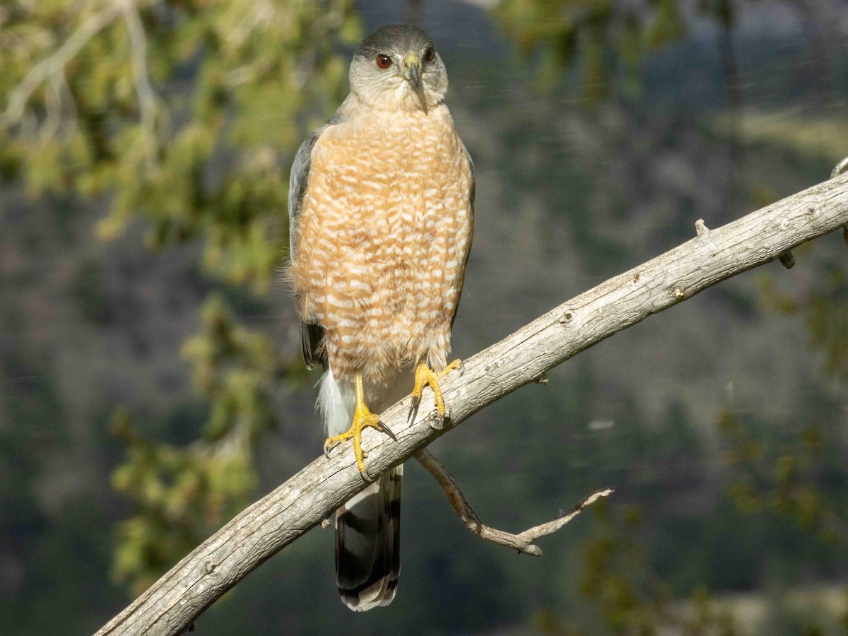 Cooper's Hawk - ML634564869